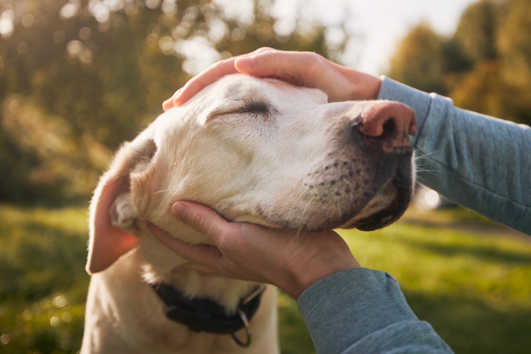 Read more about the article Don’t Skip Dog Walking