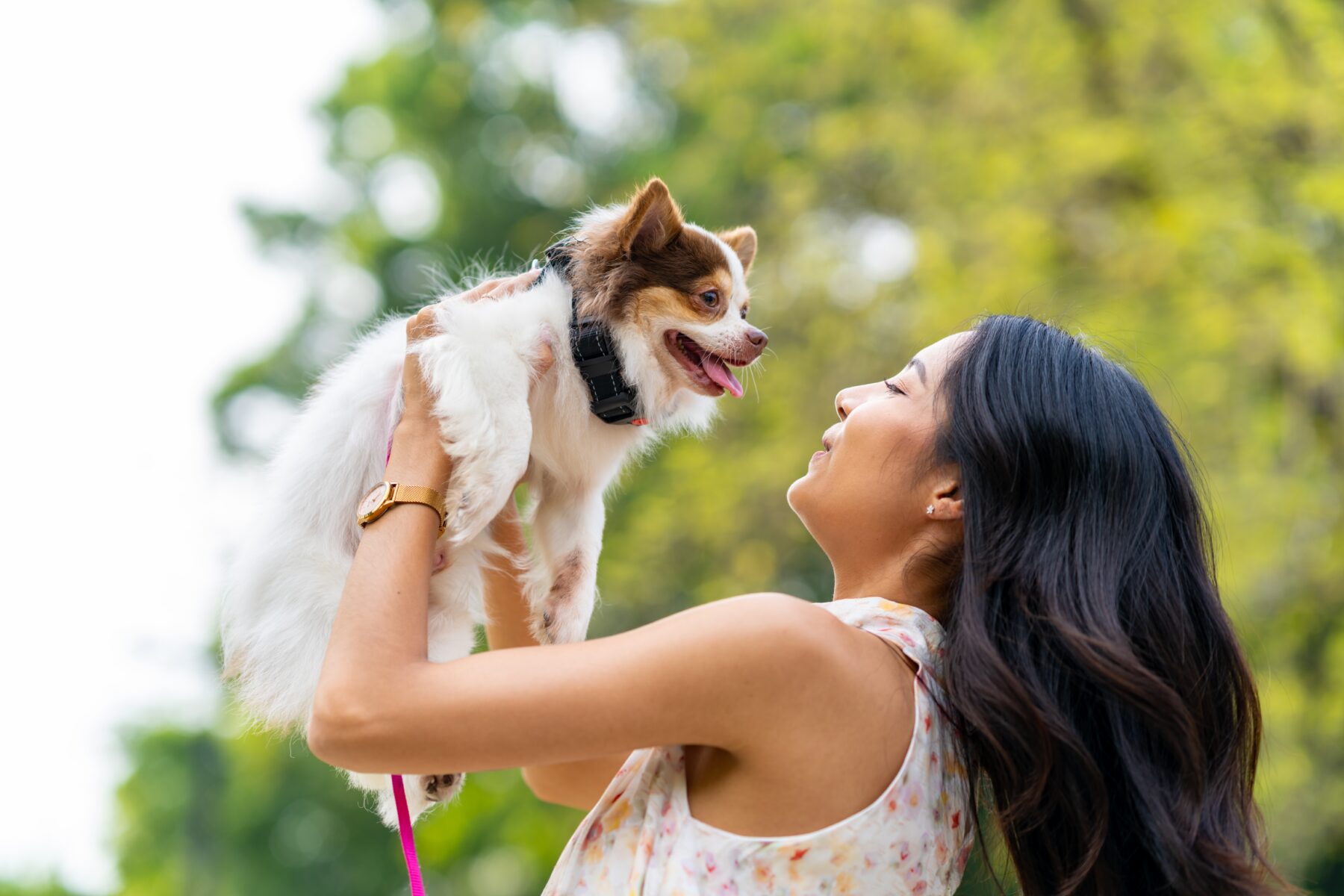 Read more about the article Car Safety For Dogs